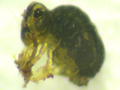 Sminthurinus aureus